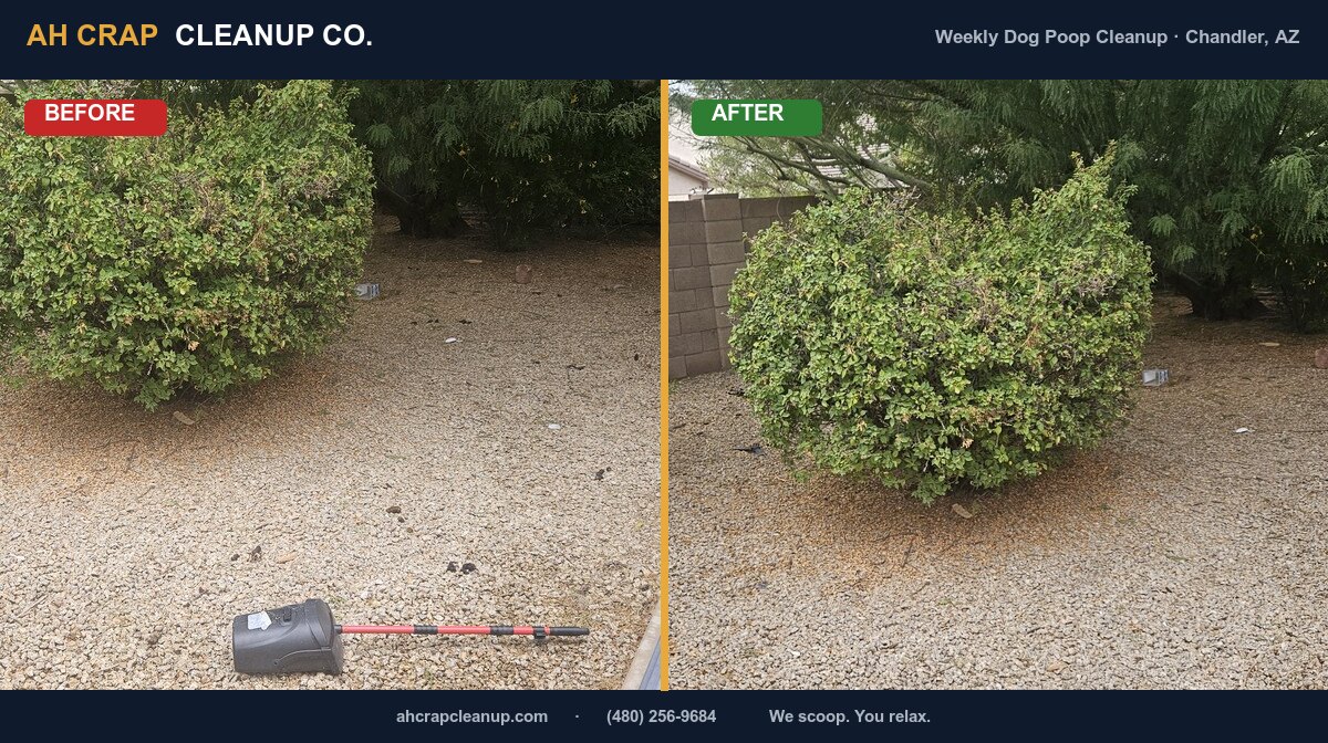 Before and after weekly dog poop cleanup around a bush in a Chandler gravel yard